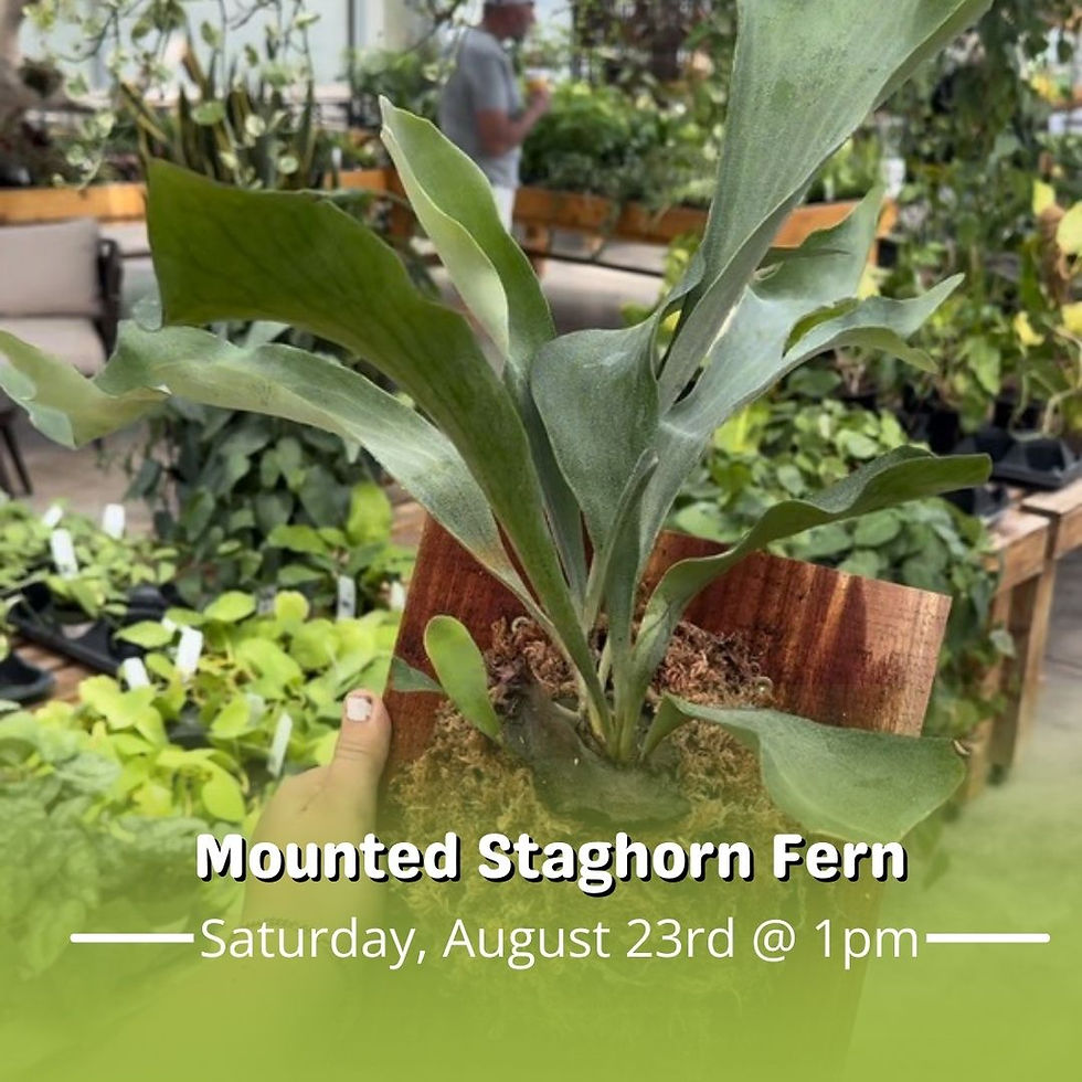 Mounted Staghorn Fern