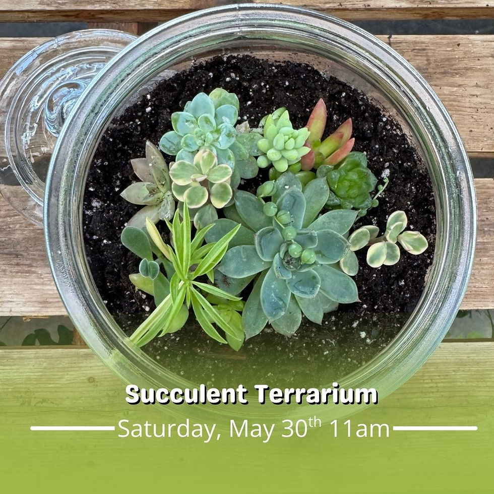 Succulent Terrarium