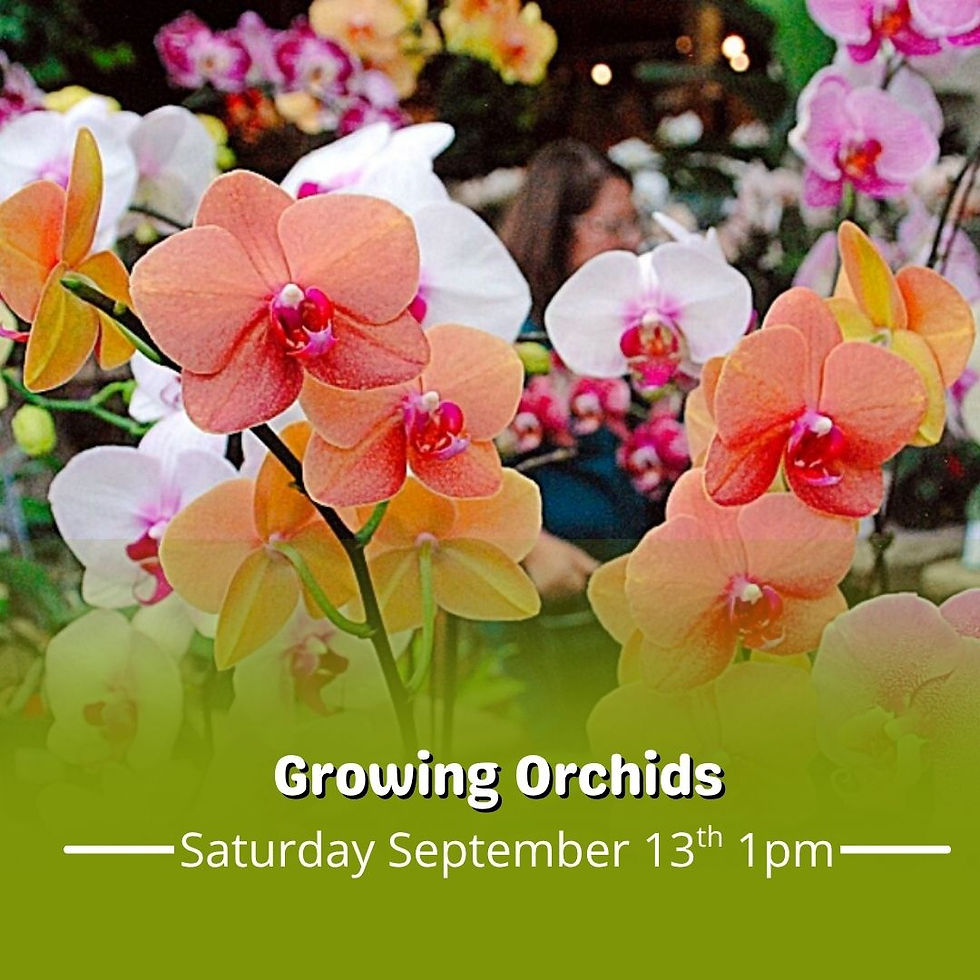 Growing Orchids Class
