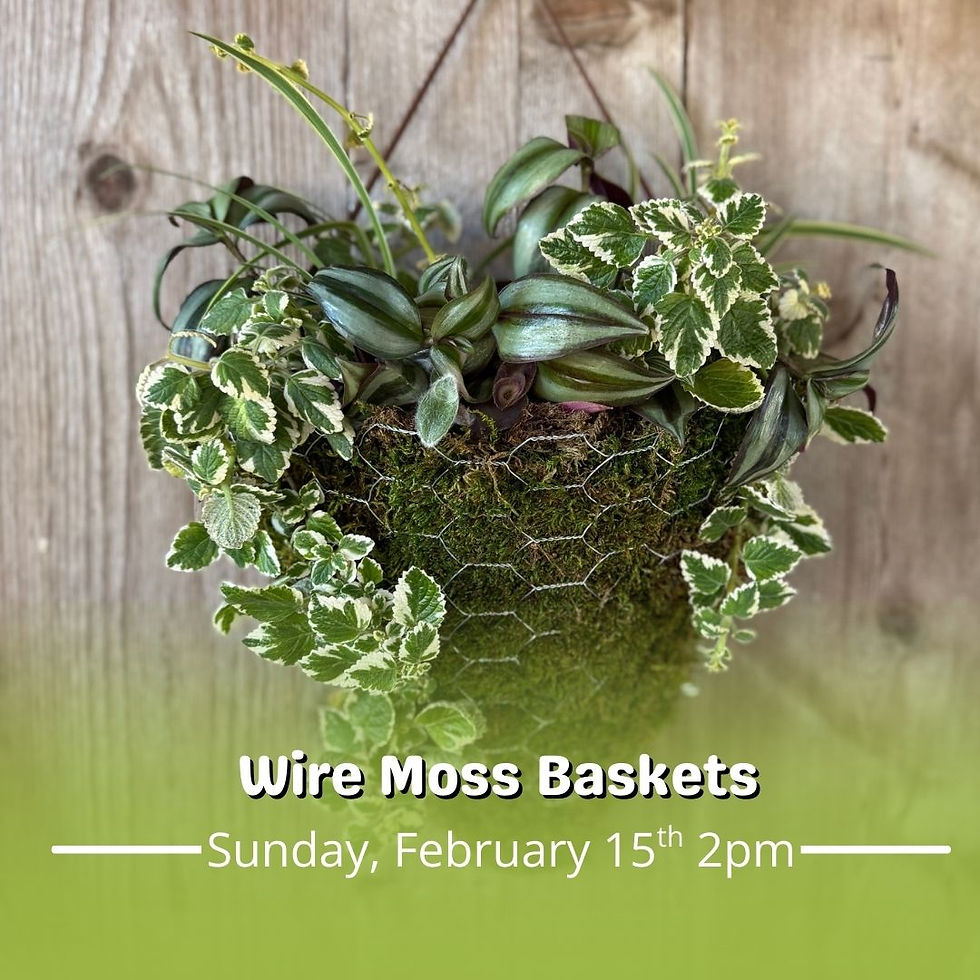 Wire Moss Baskets