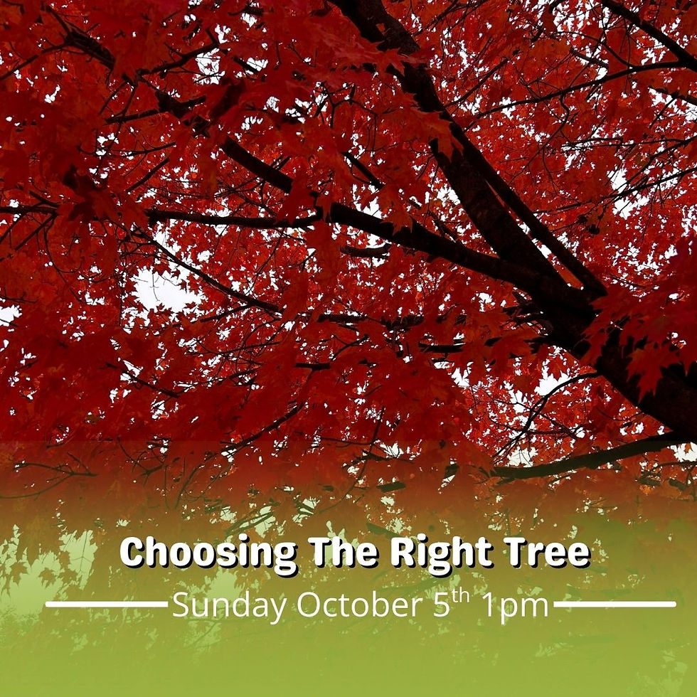 How to choose a tree for your yard FREE