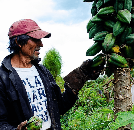 nuestra huerta (97) (1).png