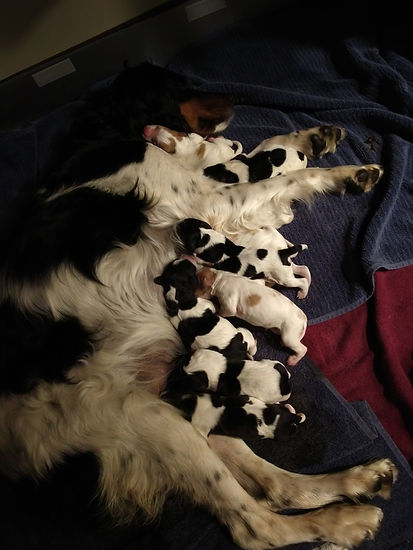 first litter.jpg