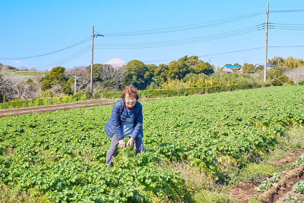 【三浦野菜デザインvol.2】 「三浦大根」の美味しさを語り伝える