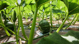 【三浦野菜デザインvol.6】 こだわりかぼちゃの美味しい秘密(1)強い日差しから、かぼちゃを守る