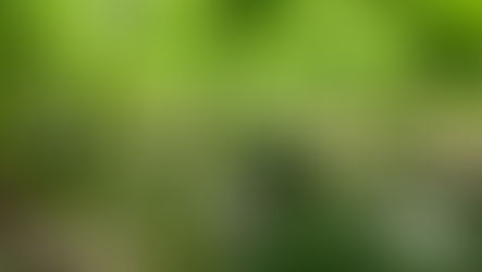 【三浦野菜デザインvol.6】 こだわりかぼちゃの美味しい秘密(1)強い日差しから、かぼちゃを守る