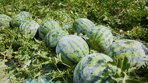 【三浦野菜デザインvol.9】三浦野菜の作り手を知り、魅力を伝えるデザインプロジェクト 三浦スイカの美味しい秘密⑤