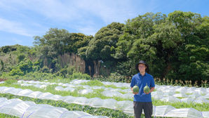 【三浦野菜デザインvol.8】三浦スイカの美味しい秘密(4)スイカを美しく仕上げるひと手間「玉返し」