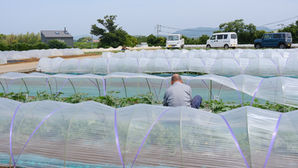 【三浦野菜デザインvol.5】三浦スイカの美味しい秘密(2)芽の向きを一つ一つ揃える