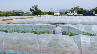 【三浦野菜デザインvol.5】三浦スイカの美味しい秘密(2)芽の向きを一つ一つ揃える