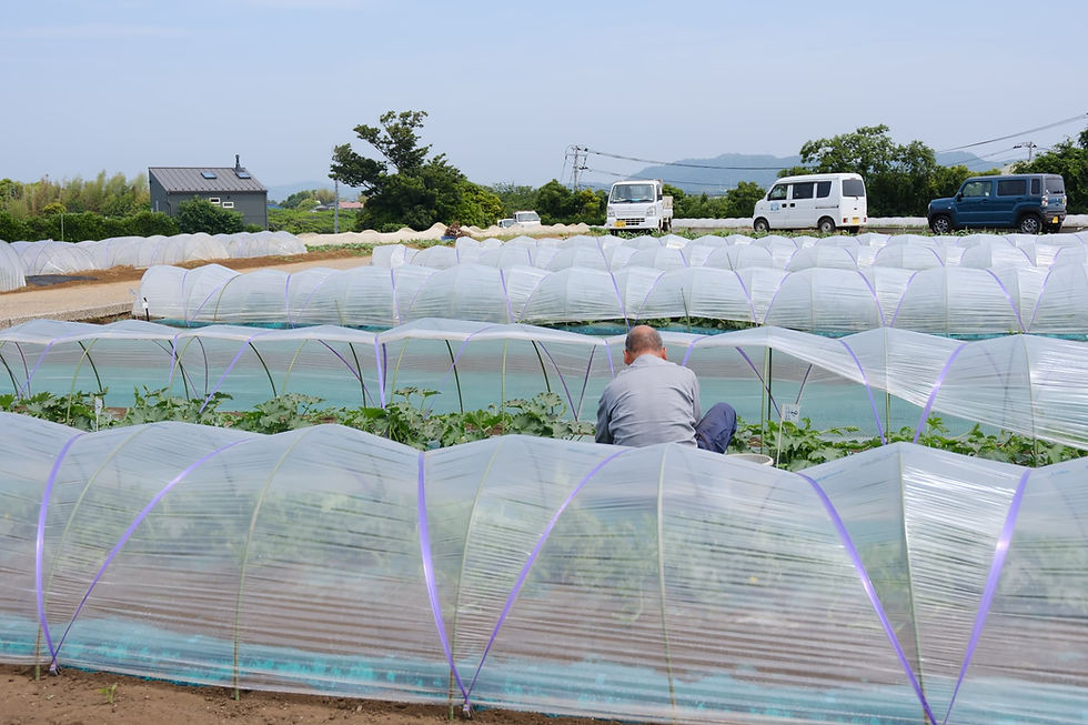 【三浦野菜デザインvol.5】三浦スイカの美味しい秘密(2)芽の向きを一つ一つ揃える