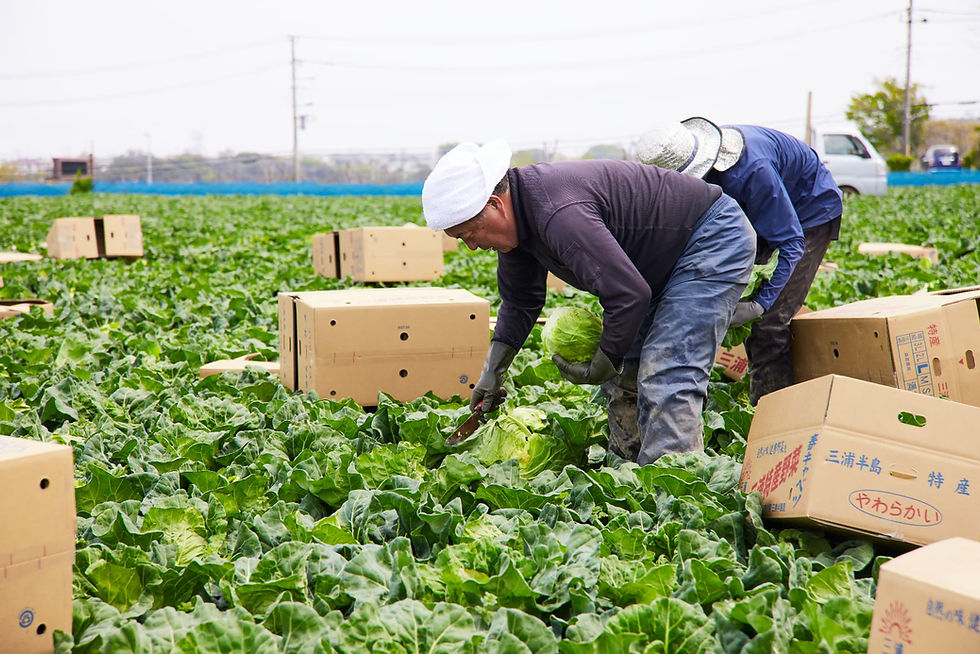 【三浦野菜デザインvol.3】本春キャベツの生産は、三浦が日本一