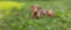 a chocolate dappled dachshund sits in the grass