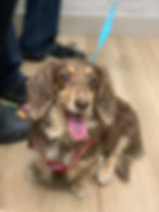 a chocolate and tan long haired dachshund in a red harness