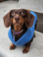 Chocolate dachshund in a blue shirt