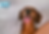 red dachshund smiles for the camera