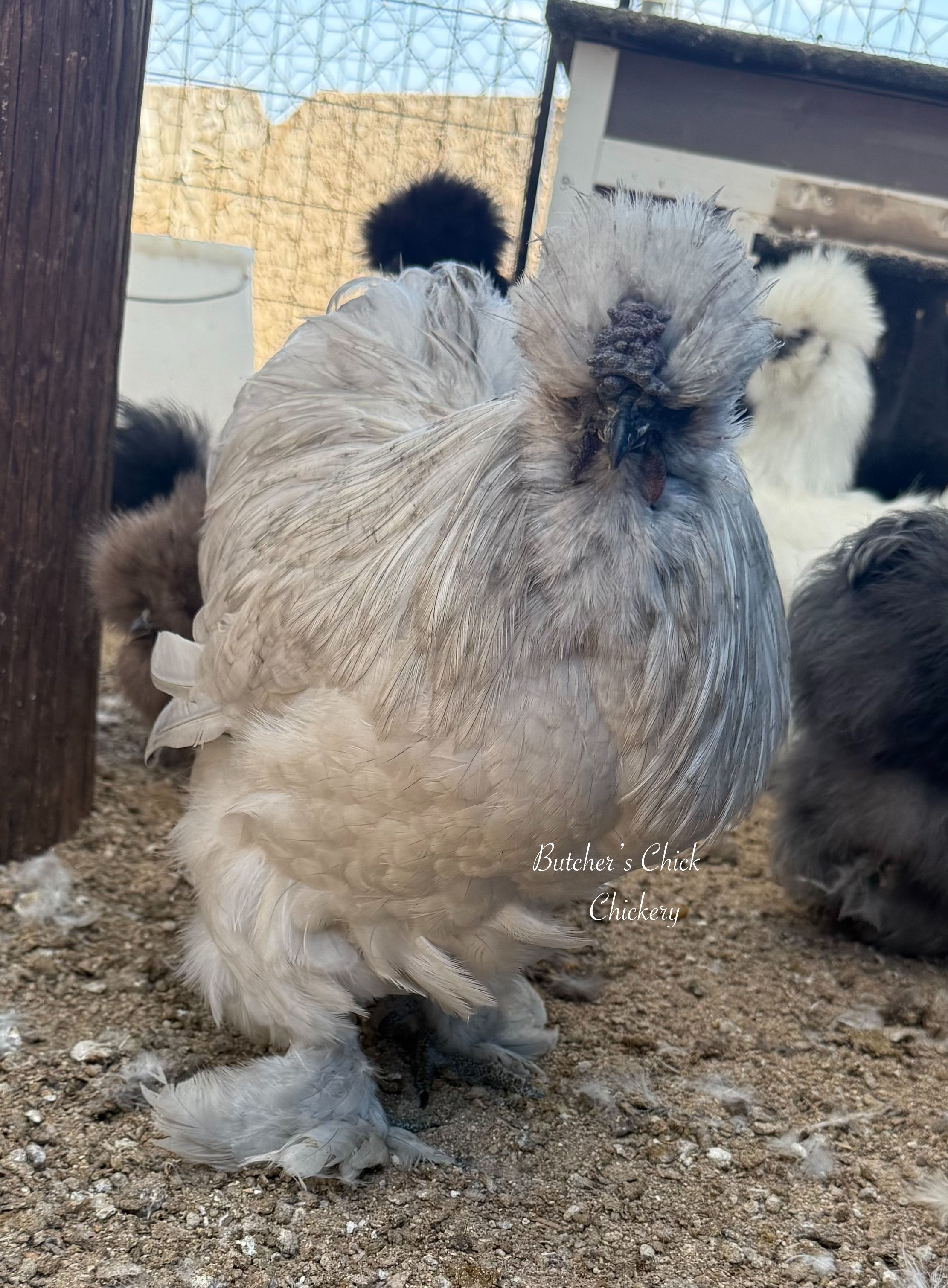 Lavender (Self Blue) Satin Cockerel