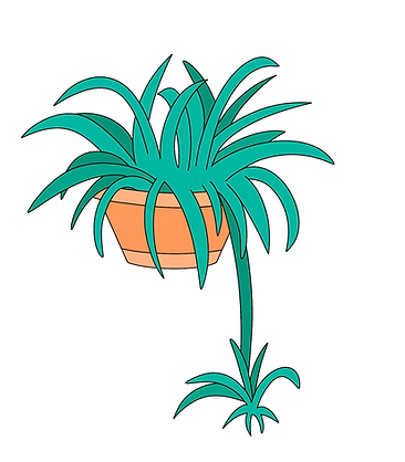 Spider Plant.png