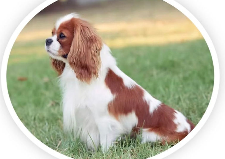 Kayce the Daddy of Granbrook kennels
