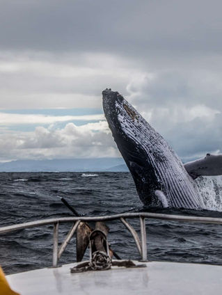Cannabis & Whale Watching in Provincetown: A Perfect Pairing