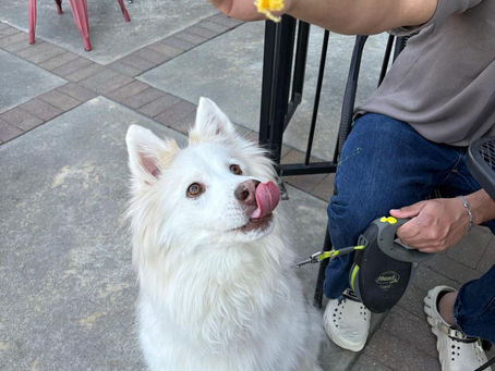 Brunch Is Better With Your Dog by Your Side