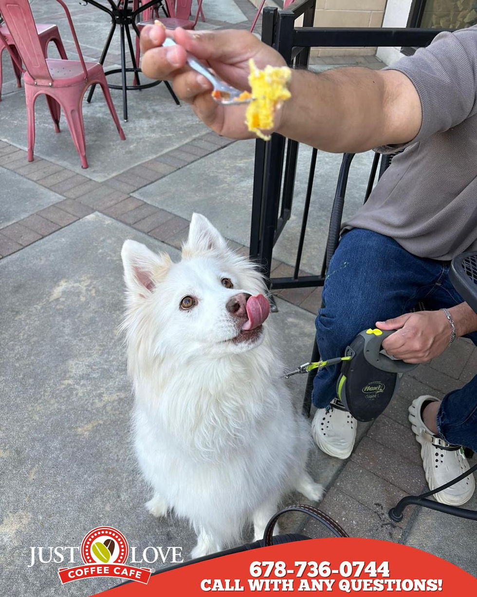 Brunch is better with dogs