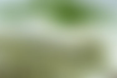 Cape Cod’s Best Pre-Rolls: Infused, Flavorful, and Potent