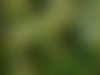 High THC vs. Low THC Flower: What’s the Difference?