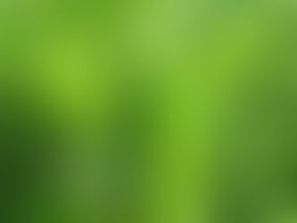 Spitzwegerich - Plantago lanceolata