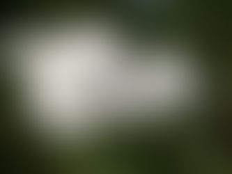 Schafgarbe (Achillea millefolium)