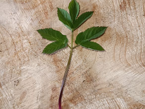 gewöhnlicher Giersch (Aegopodium podagraria)