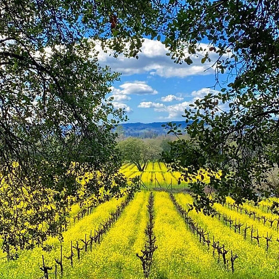 vineyard