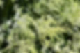 Hamptons_Landscaping_Silverleaf_75_Hedges_Amagansett_NY_JUNE_22_2020_1822_web.jpg