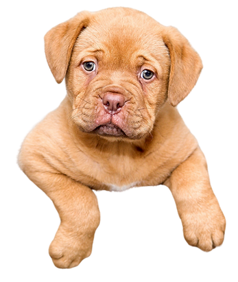 Untitled design (64).png