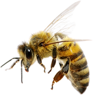 bee_PNG74690.png