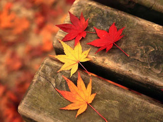 避難者訴訟第14回期日のお知らせ