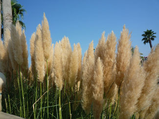 原発をなくす全国連絡会学習会開催のお知らせ。