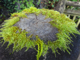 避難者訴訟原告団だより第13号発行されました。