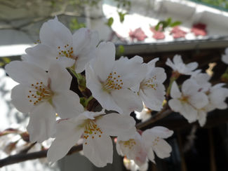 相双の会(第71号)が発行されました。