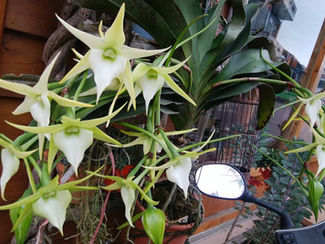 避難者訴訟第1陣仙台控訴審(第2回)期日のお知らせ。