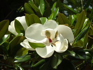 避難者訴訟原告団だより(第17号)が発行されました。