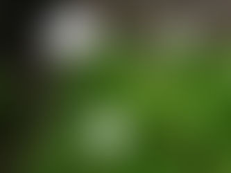 避難者訴訟原告団だより第10号(特別号)が発行されました。