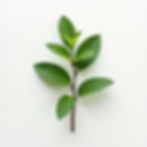 Chocolate Mint Plant