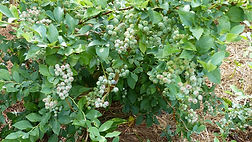 FHFs.blueberries in May.jpg