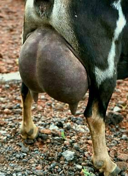 FunshineUdder.jpeg
