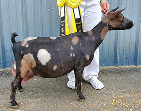 xantara2.jpg