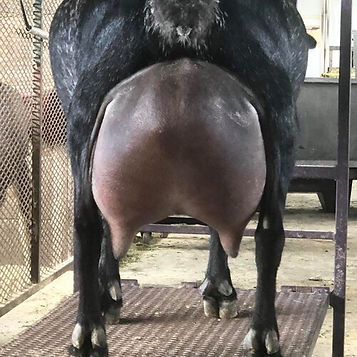 mazy-udder_orig.jpg