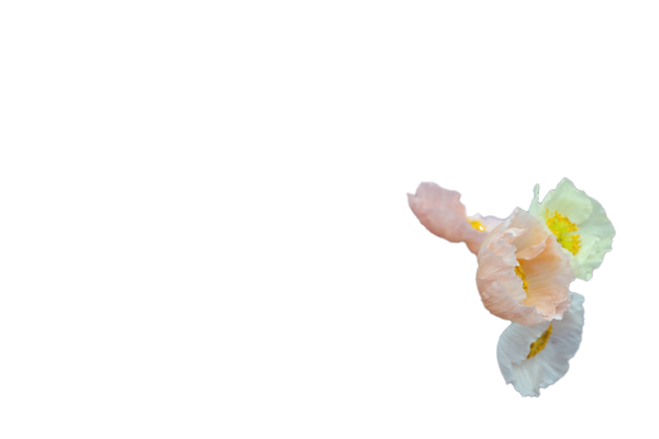 Poppy 5.png