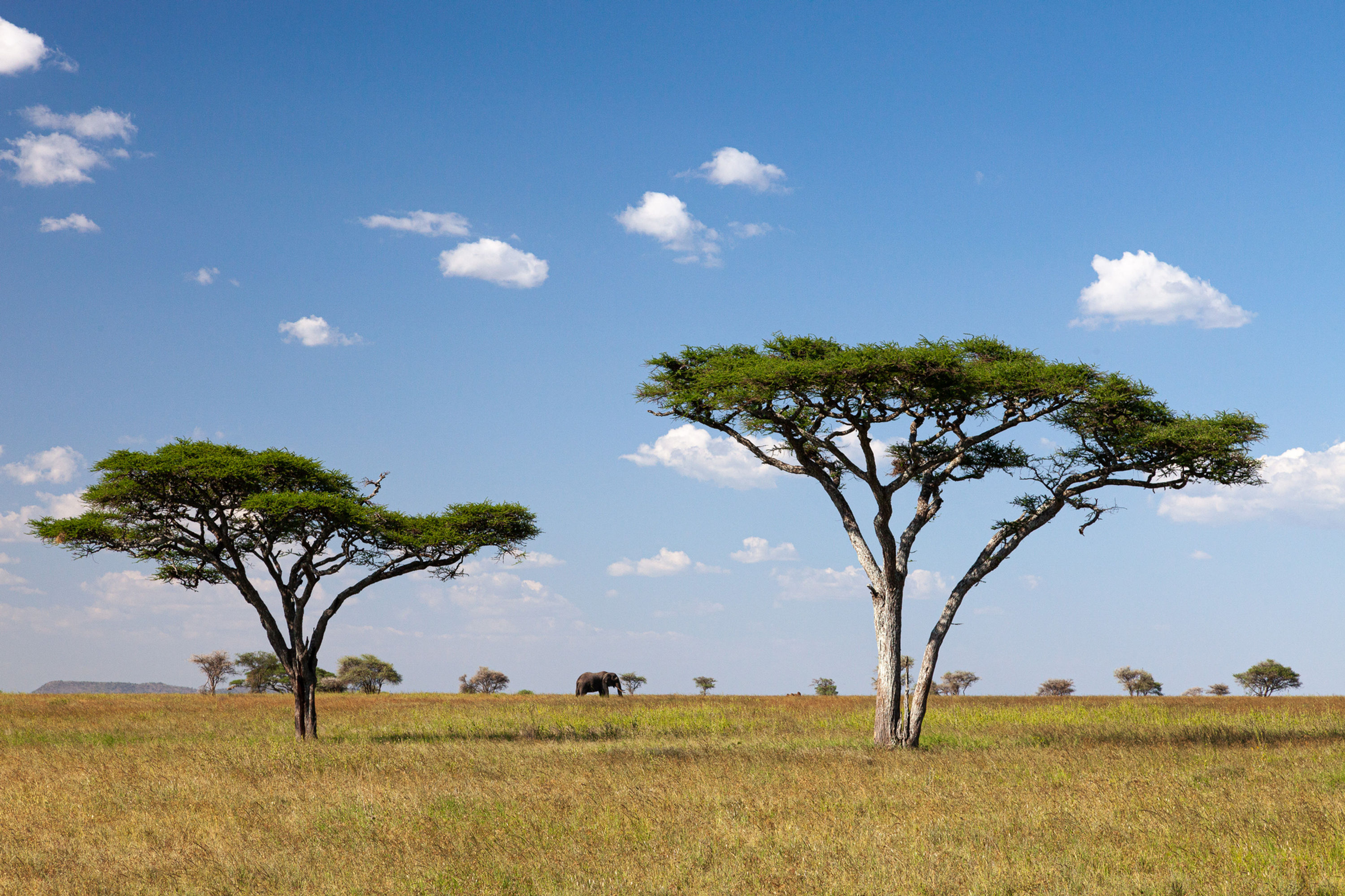 Serengeti Acacia's