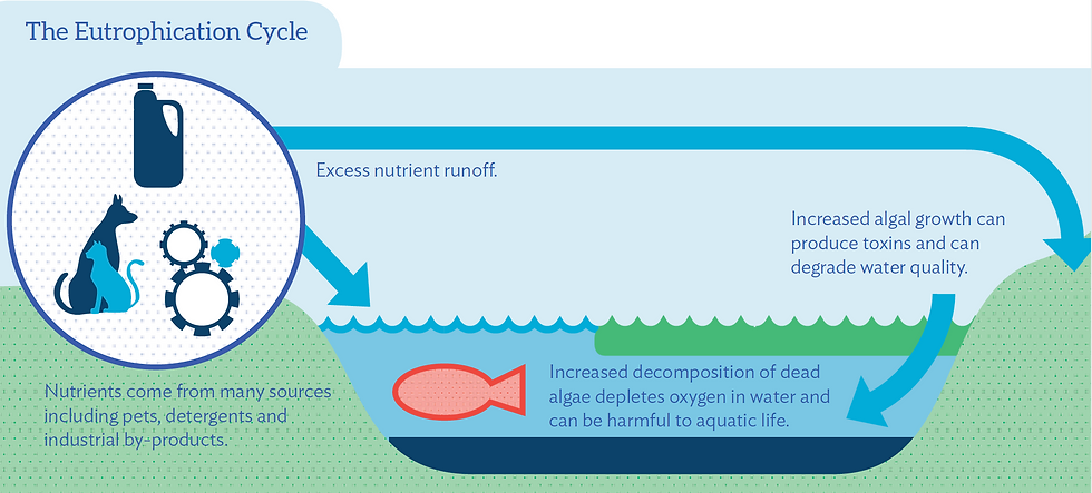 explainer of the eutrophication cycle